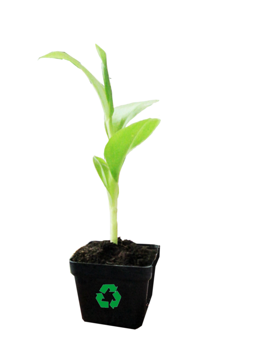 Описание изображения